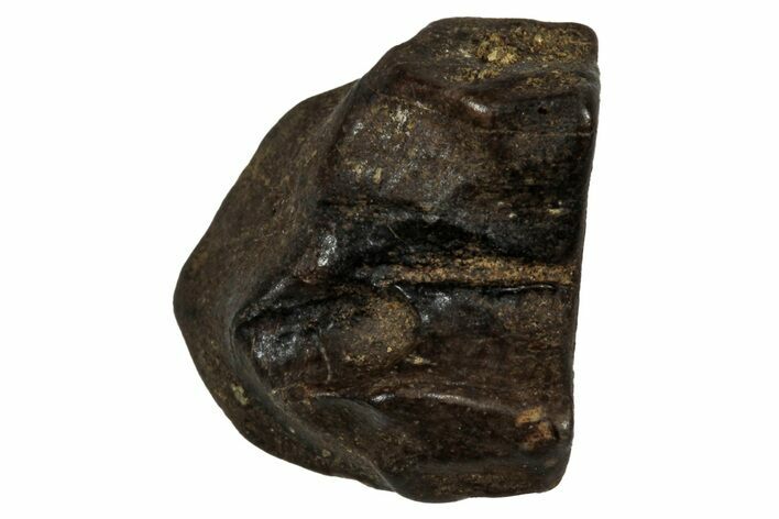 Fossil Dinosaur (Triceratops) Shed Tooth - Montana #339746